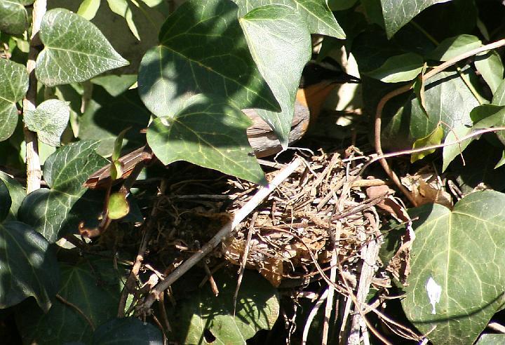 Janfrederik op nes.jpg